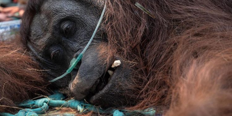46 Orangutan Terselamatkan dari Kebakaran Hutan di Kalimantan Barat