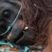 46 Orangutan Terselamatkan dari Kebakaran Hutan di Kalimantan Barat