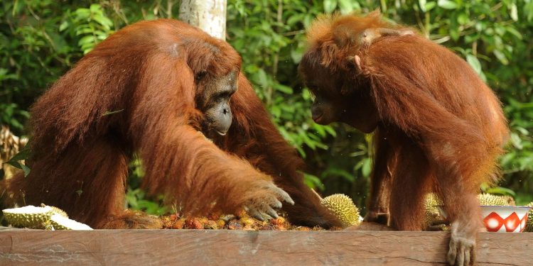 Kebakaran Hutan Taman Nasional Tanjung Puting Luas 513,89 Hektare
