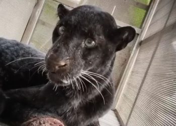 Aksi Hebat Mbah Sugini Usir Macan Kumbang dengan Sandal