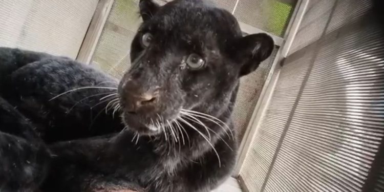 Aksi Hebat Mbah Sugini Usir Macan Kumbang dengan Sandal