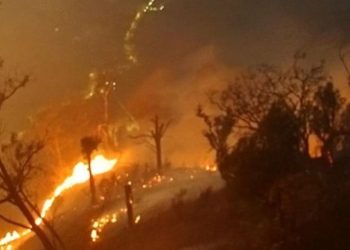 Karhutla di Jatim Mencapai 7363 Hektare, 79 Persen Terjadi di Kawasan Konservasi