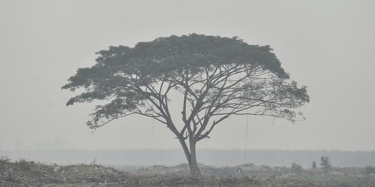 Karhutla Jambi Dilaporkan Membaik Dengan Titik Panas Nihil
