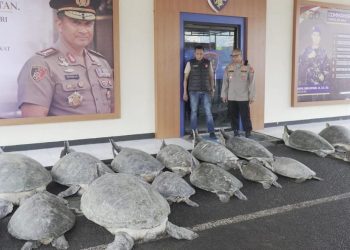 Polda Bali Gagalkan Penyelundupan 22 Penyu Hijau di Serangan