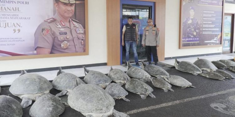 Polda Bali Gagalkan Penyelundupan 22 Penyu Hijau di Serangan