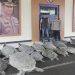 Polda Bali Gagalkan Penyelundupan 22 Penyu Hijau di Serangan
