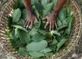Indonesia Segera Laksanakan Hilirisasi Kratom dan Kemenyan Menurut Luhut