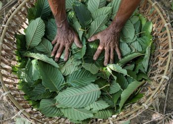 Indonesia Segera Laksanakan Hilirisasi Kratom dan Kemenyan Menurut Luhut