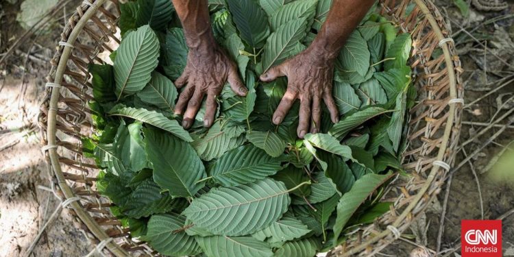 Indonesia Segera Laksanakan Hilirisasi Kratom dan Kemenyan Menurut Luhut