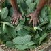 Indonesia Segera Laksanakan Hilirisasi Kratom dan Kemenyan Menurut Luhut