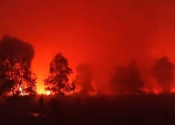 Karhutla Mengancam Jalur Gajah dan Rusa di Taman Nasional Way Kambas Lampung