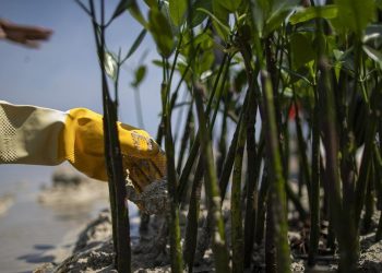 Pejabat Kemenhut Terpilih Sebagai Kepala Badan Pengelola Gambut dan Mangrove