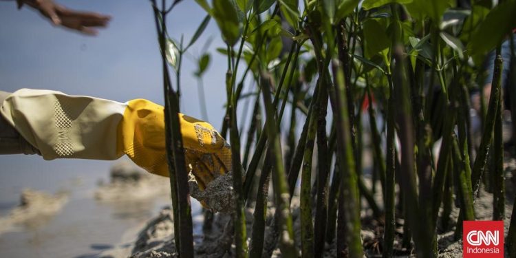Pejabat Kemenhut Terpilih Sebagai Kepala Badan Pengelola Gambut dan Mangrove