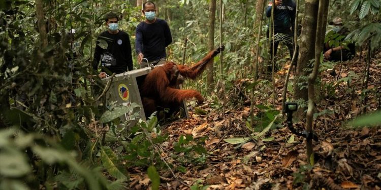 Terancam Karhutla, 8 Orangutan Dipindahkan ke Hutan Lindung Ketapang
